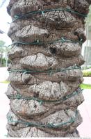 palm bark